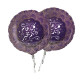 21 INCH KUL AAM Purple GOLD FOIL BALLOONS